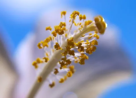 Nature Stock Photos