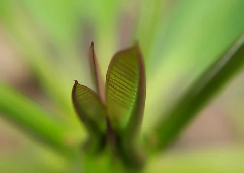 Nature Stock Photos