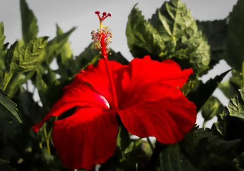 Nature Stock Photos