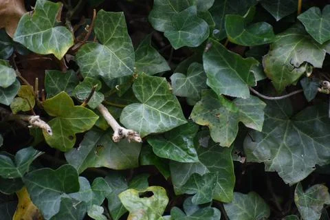 The nature Stock Photos