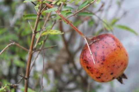 Nature Stock Photos