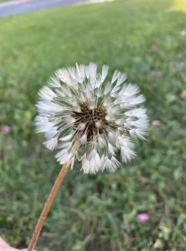 Nature Stock Photos