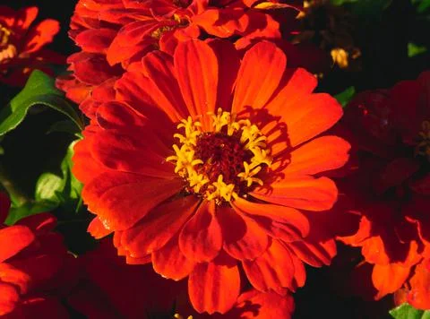Nature Stock Photos