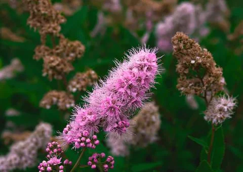 Nature Stock Photos