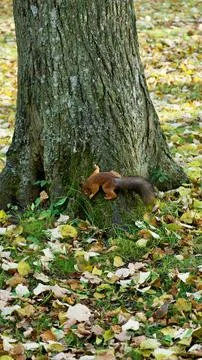 Nature Stock Photos