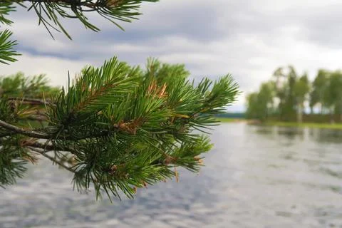 Nature Stock Photos