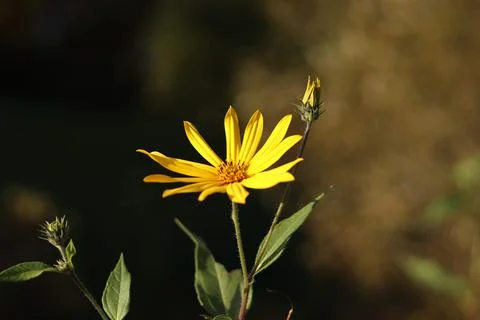 Nature Stock Photos