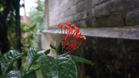 Nature Foto stock