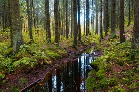Nature Stock Photos