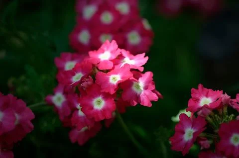 Nature Stock Photos