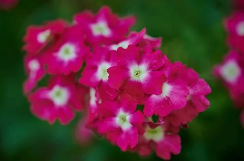 Nature Stock Photos