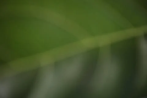 Nature Stock Photos