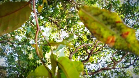 Nature 스톡 사진