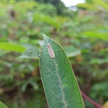 Nature Foto stock
