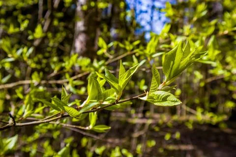 Nature Stock Photos