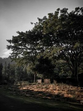 Nature 库存照片