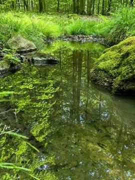 Nature 스톡 사진