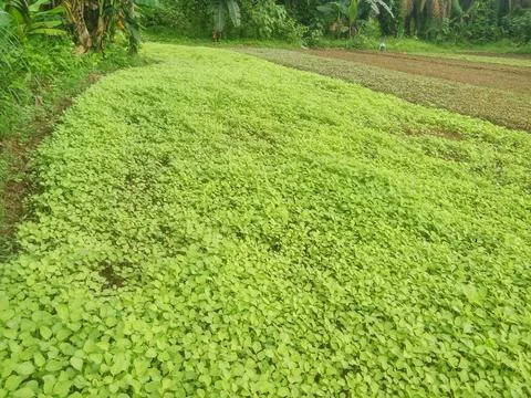 Nature Stock Photos