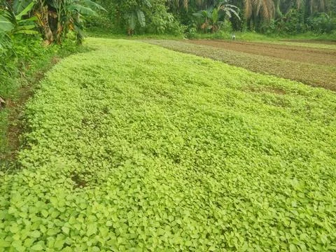 Nature Stock Photos