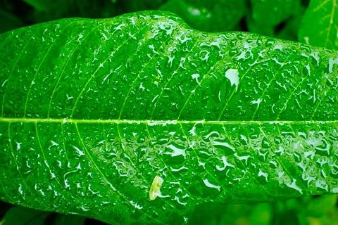 Nature Stock Photos