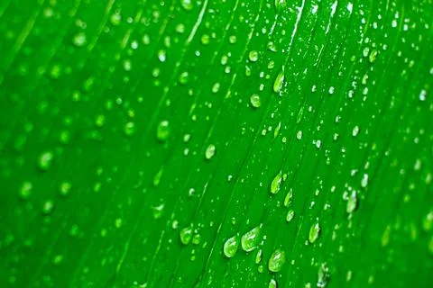 Nature Stock Photos