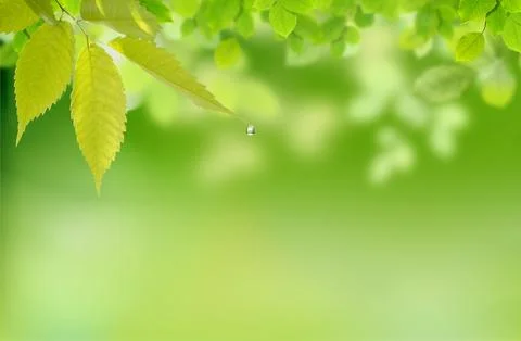 Nature Stock Photos