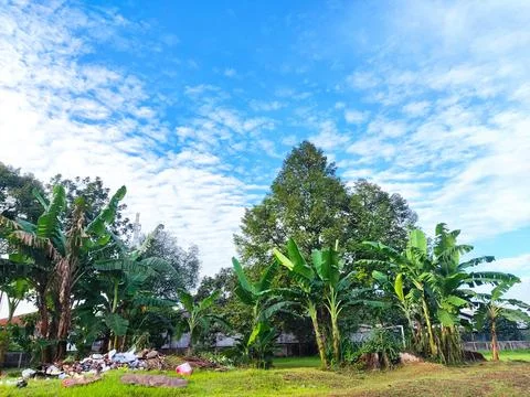 Nature Stock Photos