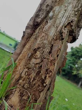Nature Stock Photos