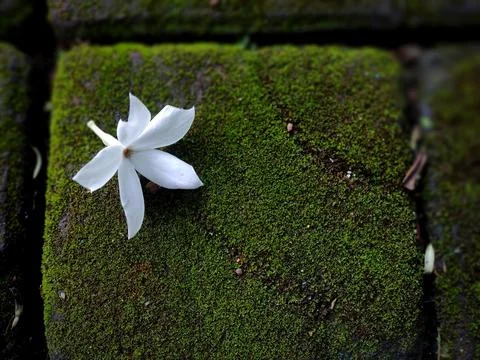 Nature Stock Photos