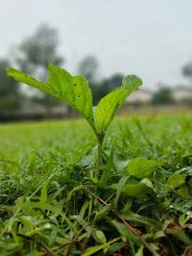 Nature Stock Photos
