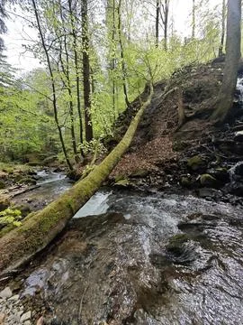 Nature Stock Photos