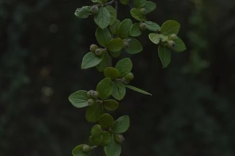 Nature Foto stock