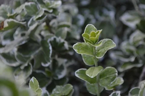 Nature Stock Photos