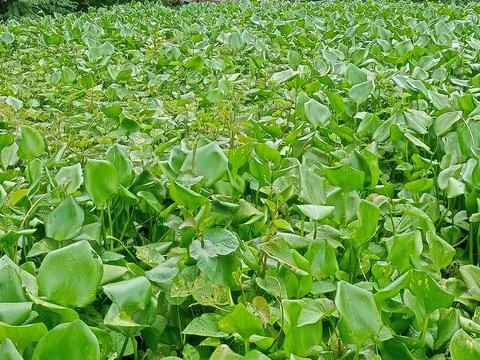Nature Stock Photos