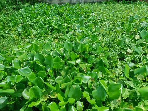 Nature Stock Photos