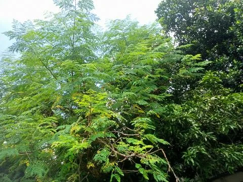 Nature Stock Photos