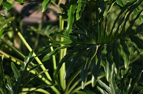 Nature Stock Photos