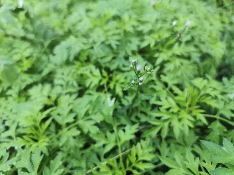 Nature Foto stock