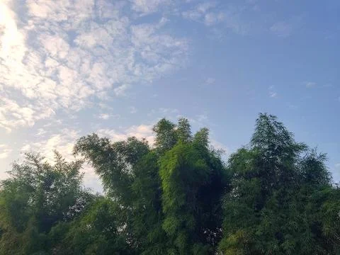 Nature Stock Photos