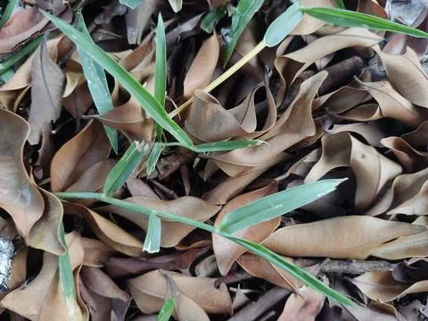 Nature Stock Photos