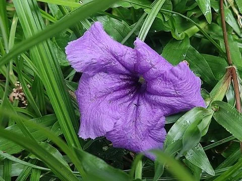 Nature Stock Photos