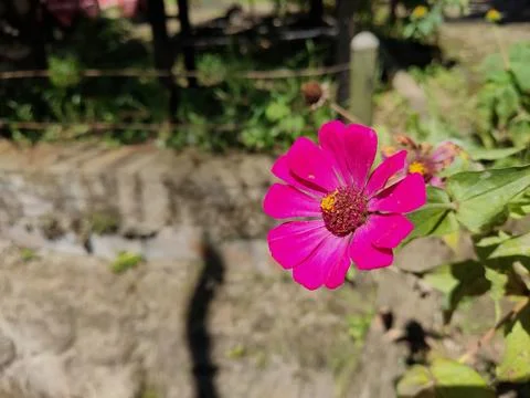 Nature Stock Photos