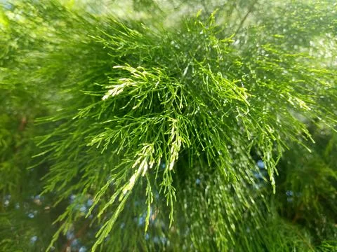 Nature Stock Photos