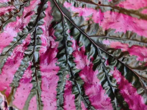Nature Stock Photos
