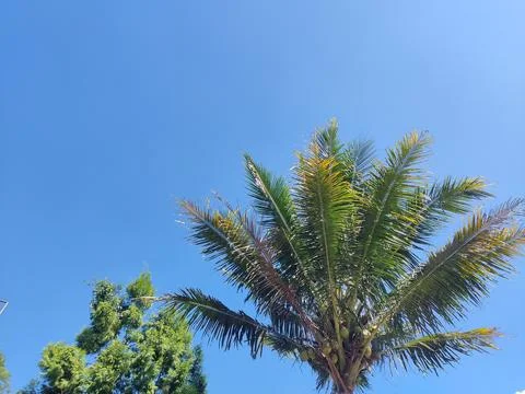 Nature Stock Photos