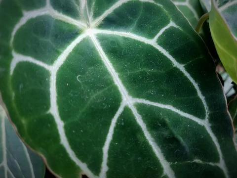 Nature Stock Photos