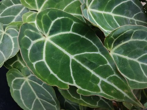Nature Stock Photos