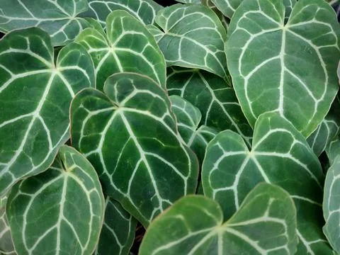 Nature Stock Photos