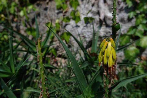 In the nature Stock Photos