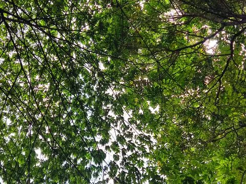 Nature Stock Photos